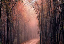 游泳——全国春季锦标赛第二日赛况.